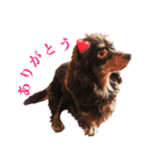 我が家の4保護犬（＋1）の日常（個別スタンプ：2）