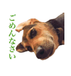 我が家の4保護犬（＋1）の日常（個別スタンプ：3）