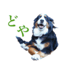 我が家の4保護犬（＋1）の日常（個別スタンプ：4）