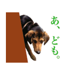 我が家の4保護犬（＋1）の日常（個別スタンプ：5）