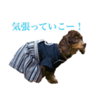 我が家の4保護犬（＋1）の日常（個別スタンプ：6）