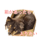 我が家の4保護犬（＋1）の日常（個別スタンプ：7）
