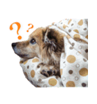我が家の4保護犬（＋1）の日常（個別スタンプ：9）