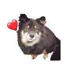 我が家の4保護犬（＋1）の日常（個別スタンプ：10）