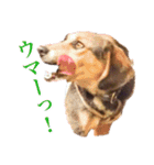 我が家の4保護犬（＋1）の日常（個別スタンプ：12）