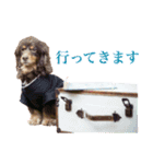 我が家の4保護犬（＋1）の日常（個別スタンプ：13）