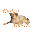 我が家の4保護犬（＋1）の日常（個別スタンプ：14）