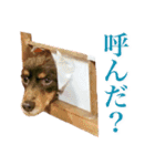 我が家の4保護犬（＋1）の日常（個別スタンプ：15）