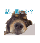 我が家の4保護犬（＋1）の日常（個別スタンプ：17）