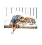 我が家の4保護犬（＋1）の日常（個別スタンプ：18）