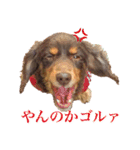 我が家の4保護犬（＋1）の日常（個別スタンプ：19）