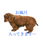 我が家の4保護犬（＋1）の日常（個別スタンプ：20）