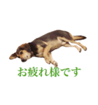 我が家の4保護犬（＋1）の日常（個別スタンプ：21）