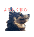 我が家の4保護犬（＋1）の日常（個別スタンプ：22）