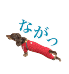 我が家の4保護犬（＋1）の日常（個別スタンプ：23）