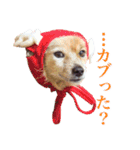 我が家の4保護犬（＋1）の日常（個別スタンプ：24）