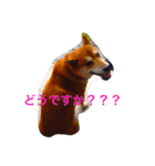 イケメン可愛い柴犬の使える写真スタンプ！（個別スタンプ：19）