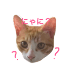 猫のちくわくん（個別スタンプ：1）