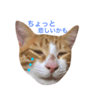 猫のちくわくん（個別スタンプ：2）
