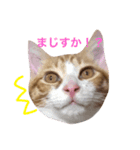 猫のちくわくん（個別スタンプ：3）