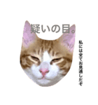 猫のちくわくん（個別スタンプ：4）