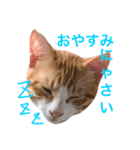 猫のちくわくん（個別スタンプ：5）