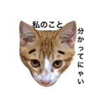 猫のちくわくん（個別スタンプ：6）