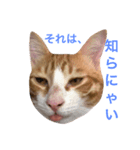 猫のちくわくん（個別スタンプ：8）