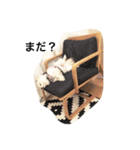 あおいぽぽ（個別スタンプ：15）