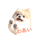 ポメラニアンのひまわり（個別スタンプ：7）