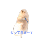 ポメラニアンのひまわり（個別スタンプ：16）