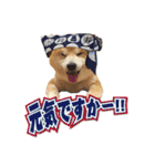 柴犬ヤン君 ハマヤン！（個別スタンプ：1）