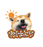 柴犬ヤン君 ハマヤン！（個別スタンプ：2）