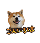 柴犬ヤン君 ハマヤン！（個別スタンプ：3）