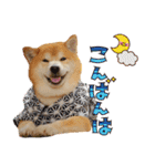 柴犬ヤン君 ハマヤン！（個別スタンプ：4）