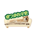 柴犬ヤン君 ハマヤン！（個別スタンプ：5）