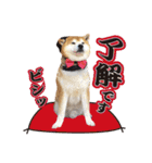柴犬ヤン君 ハマヤン！（個別スタンプ：6）