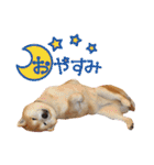 柴犬ヤン君 ハマヤン！（個別スタンプ：8）