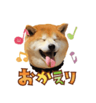 柴犬ヤン君 ハマヤン！（個別スタンプ：9）