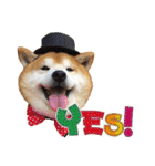 柴犬ヤン君 ハマヤン！（個別スタンプ：10）