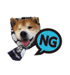 柴犬ヤン君 ハマヤン！（個別スタンプ：12）