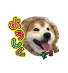 柴犬ヤン君 ハマヤン！（個別スタンプ：13）