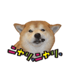 柴犬ヤン君 ハマヤン！（個別スタンプ：14）