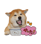 柴犬ヤン君 ハマヤン！（個別スタンプ：16）