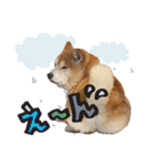 柴犬ヤン君 ハマヤン！（個別スタンプ：17）