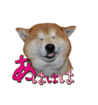 柴犬ヤン君 ハマヤン！（個別スタンプ：18）