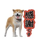 柴犬ヤン君 ハマヤン！（個別スタンプ：19）