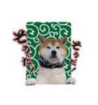 柴犬ヤン君 ハマヤン！（個別スタンプ：20）