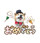 柴犬ヤン君 ハマヤン！（個別スタンプ：22）