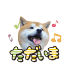 柴犬ヤン君 ハマヤン！（個別スタンプ：23）